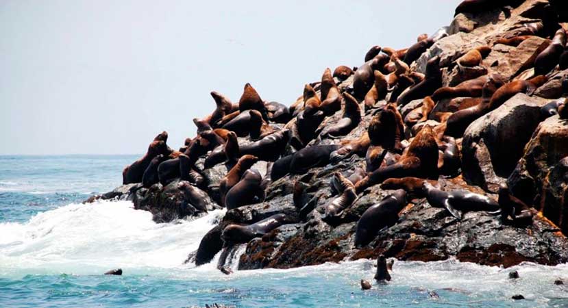 Isla Palomina Lima-Peru