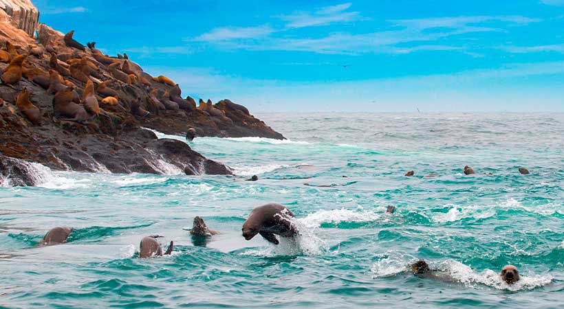 Islas Palomino nadar Lima-Peru