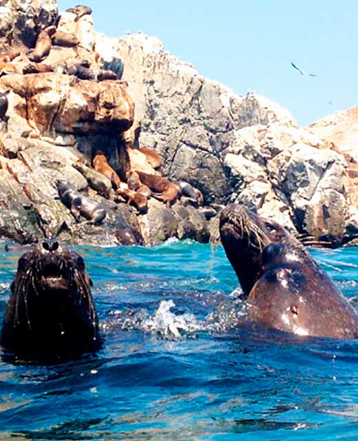 Islas Palomino swim with sea lions