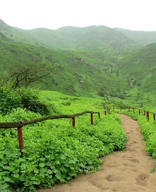 Visit lomas de Lachay Lima Peru